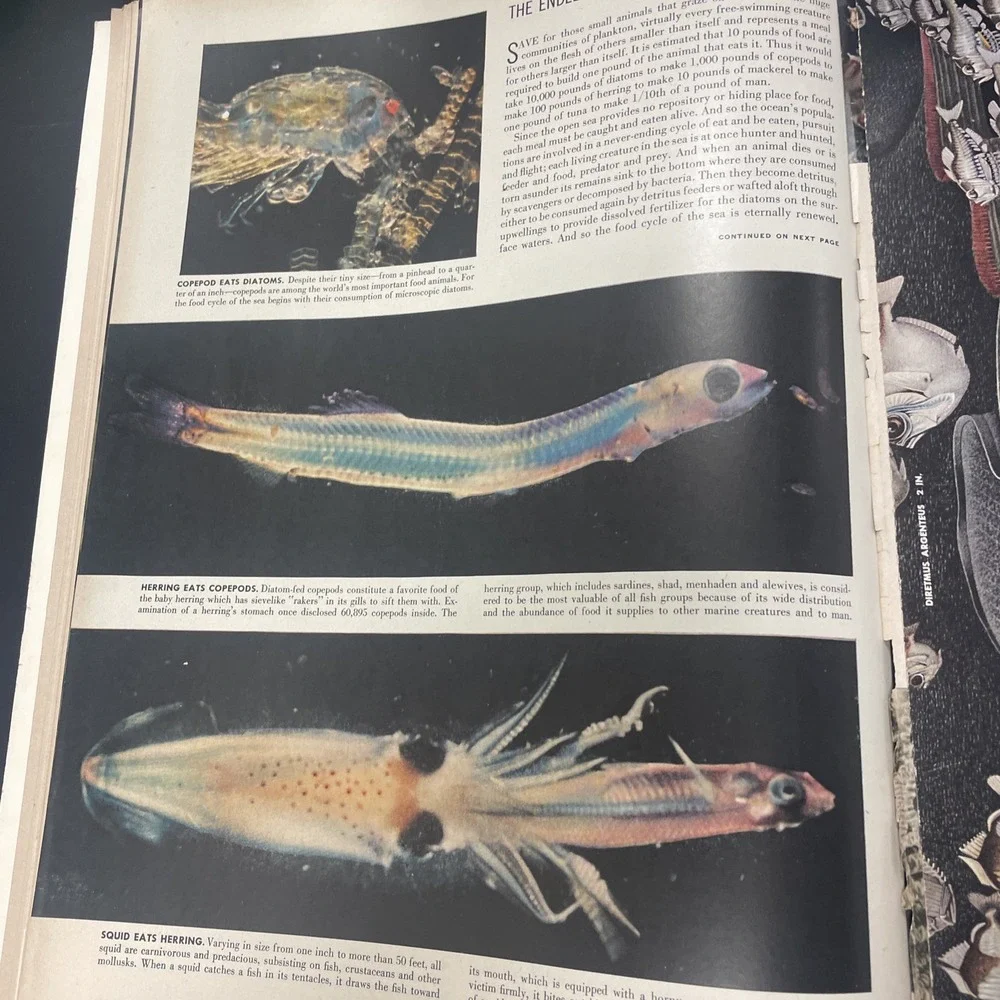 LIFE Magazine, NOVEMBER 30, 1953, THE WORLD WE LIVE IN PART: PART‎ VII, SEA!